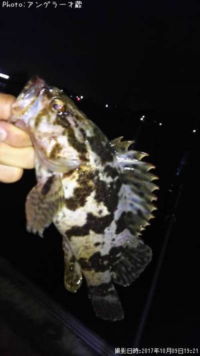 タケノケメバル