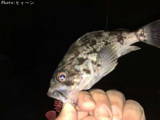 タケノコ