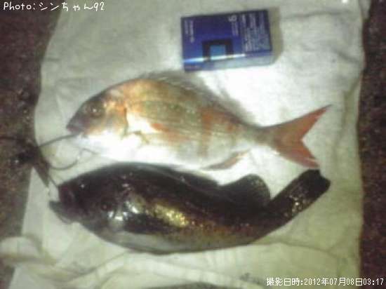 タケノコメバル