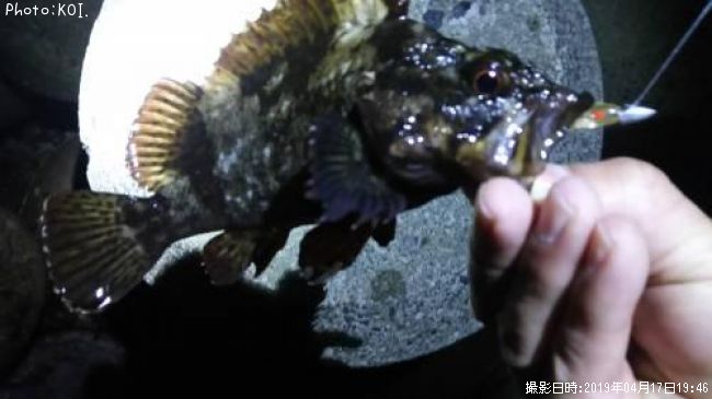 タケノコメバル