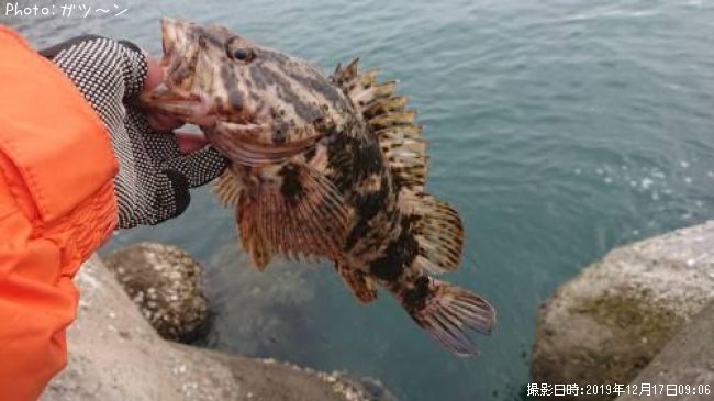 タケノコメバル・アイナメ