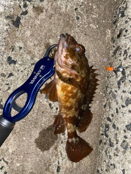 タケノコメバル?カサゴ?
