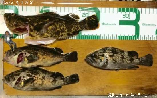 タケノコメバル、クロソイ
