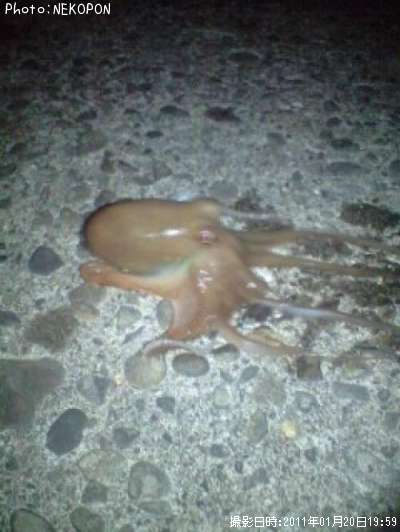 タコ