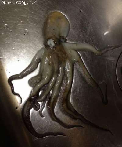 タコ