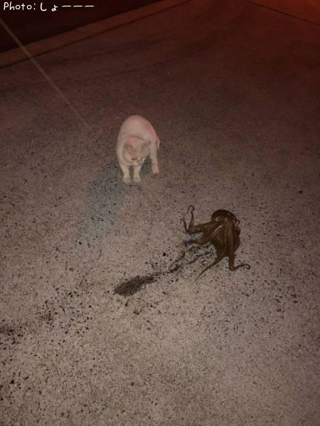 タコとネコ