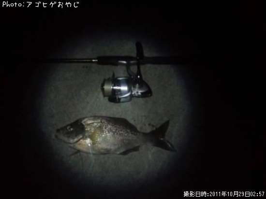 タナゴ