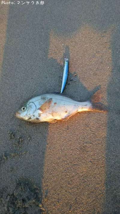 海タナゴ