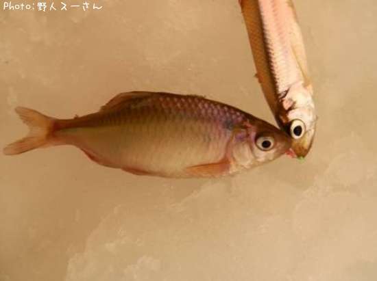 タナゴ
