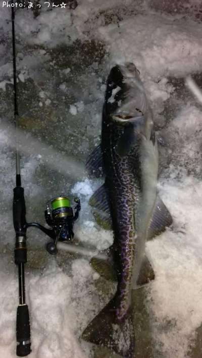 岩手県でタラが釣れるポイントはどこ 釣れるシーズンやルアー釣り情報や釣果発信中 即戦力釣り情報