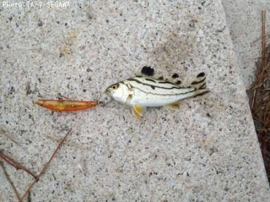何て魚ですか