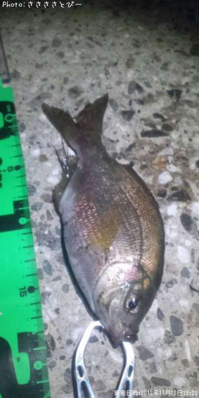 何て魚かな…?