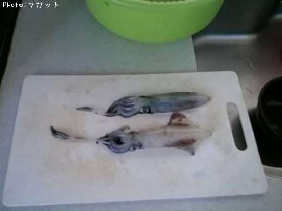 テクビイカ