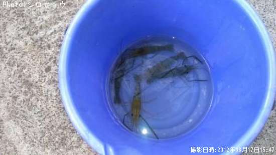 テナガエビ