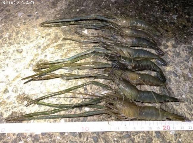 知りたい 日本全国のテナガエビ 手長エビ釣り情報を発信中 ポイントからシーズンやルアーまで釣果情報 即戦力釣り情報