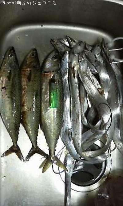 太刀魚と鯖