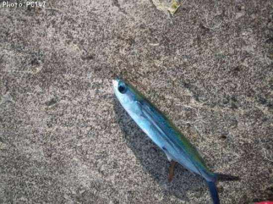 トビウオ