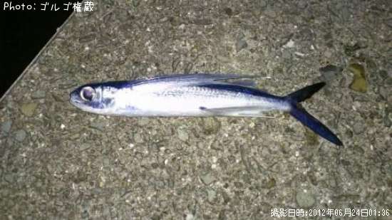 トビウオ