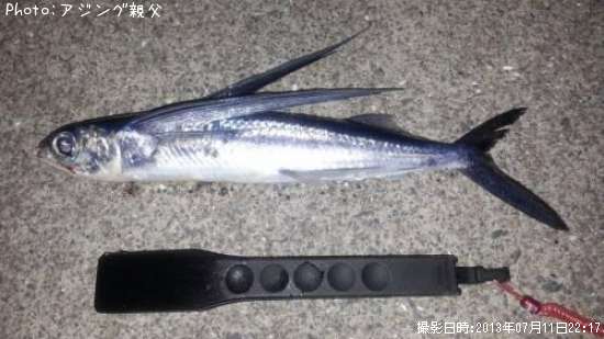 トビウオ