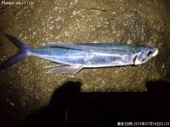 トビウオ