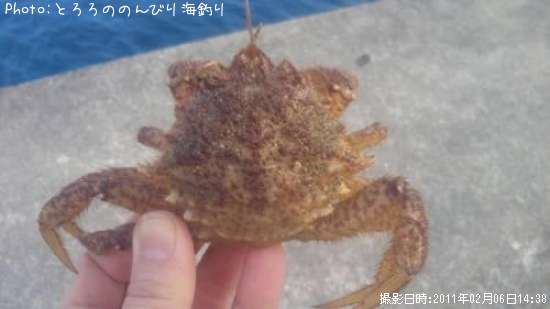 トゲクリガニ