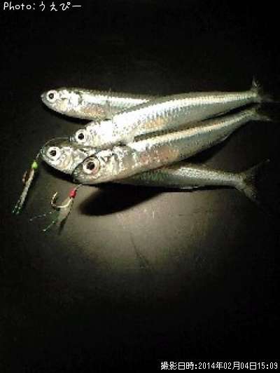 トウゴロウ イワシ