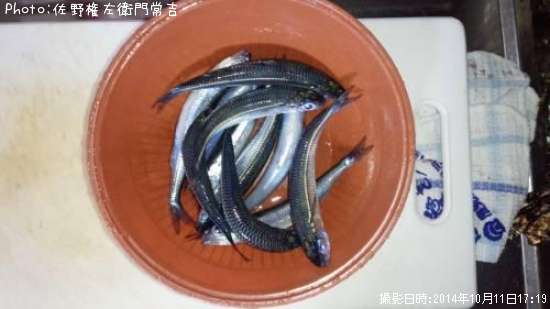 トウゴロウイワシ