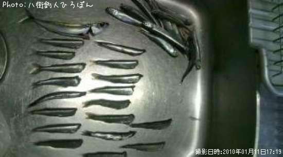 鯖 トウゴロウイワシ カタクチ