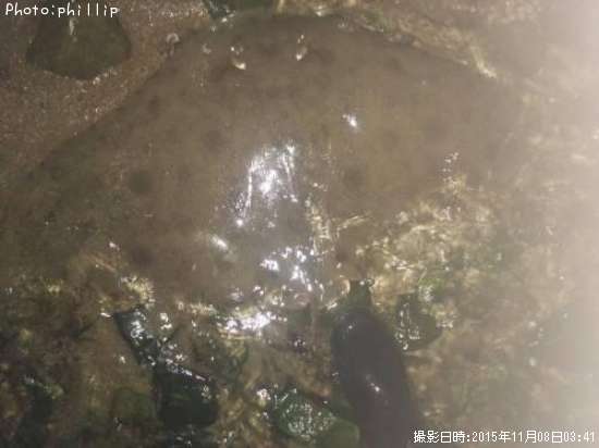 ツバクロエイ