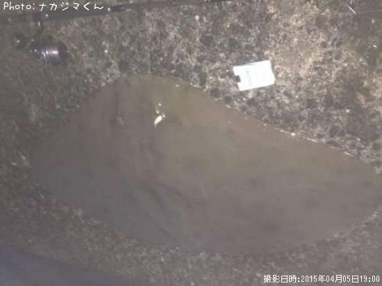 ツバクロエイ