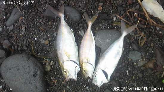 ツバス