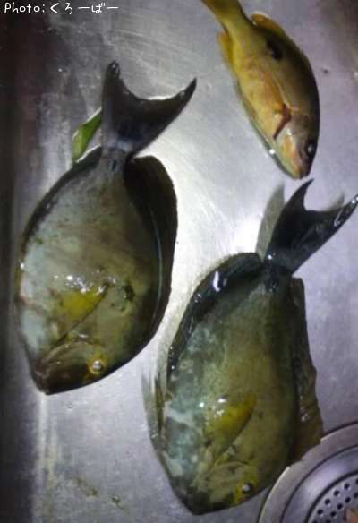何って魚?