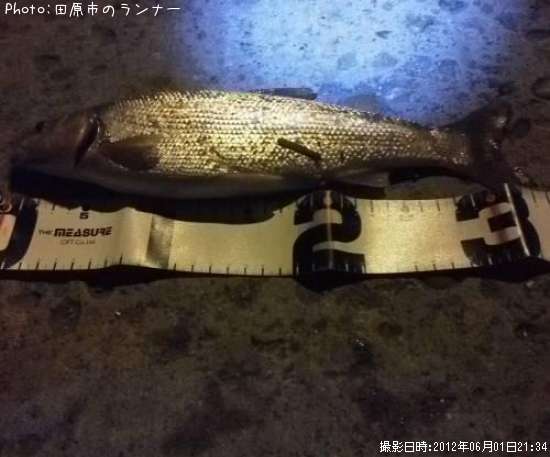 ウグイ?