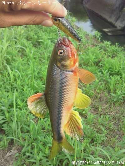 ウグイ