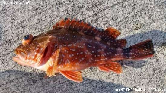 ウッカリカサゴ