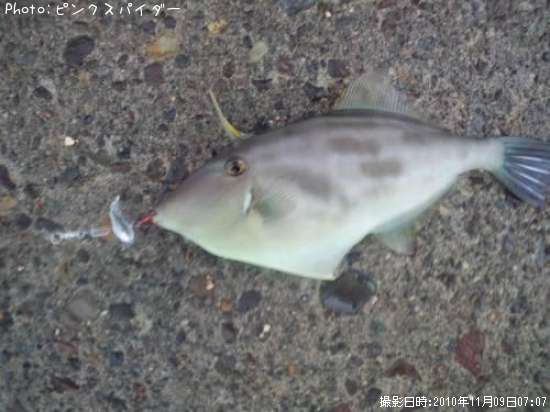 ウマヅラハギ…?
