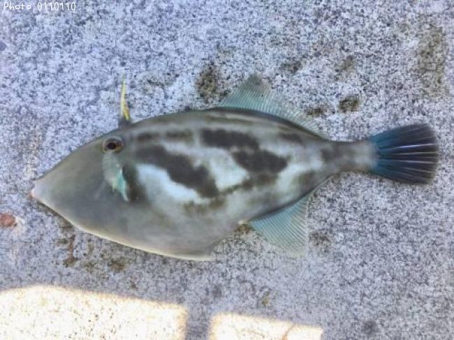 ウマヅラハギ