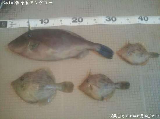 ウマヅラハギ・カワハギ