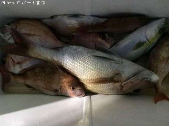 鯛6、ウマヅラ1、さんぱく1