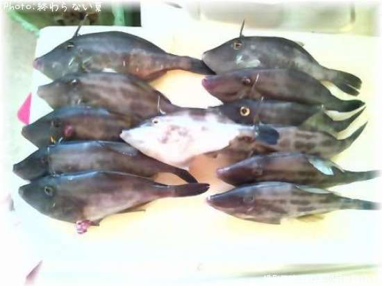 ウマズラハギ