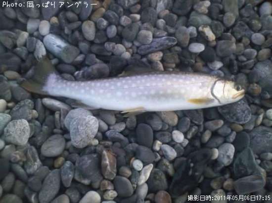 ウミアメ