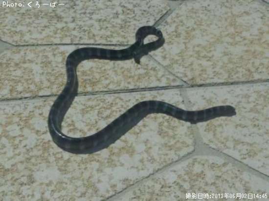 ウミヘビ?