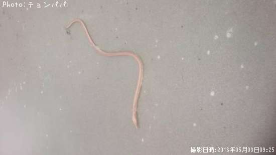 ウミヘビ?