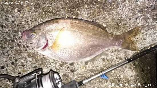 ウミタナゴ