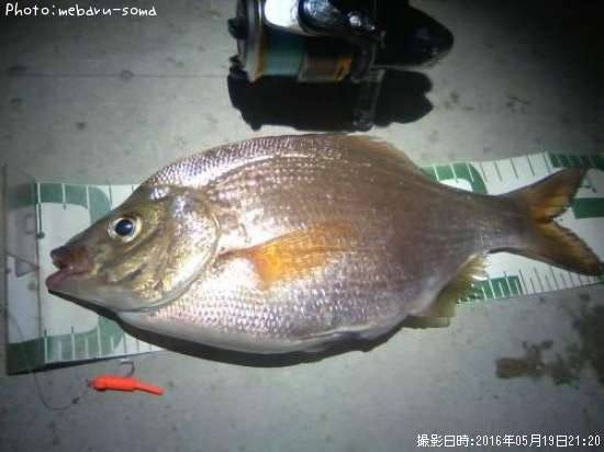 ウミタナゴ