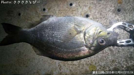 ウミタナゴ&メバル