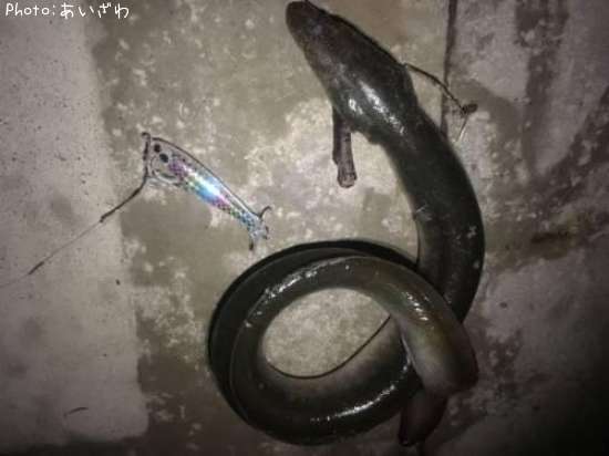 うなぎかな?