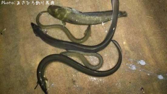 ウナギ&ナマズ