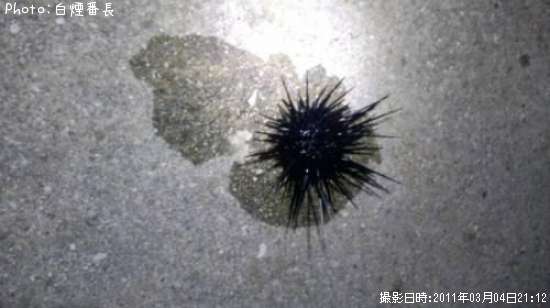ウニ