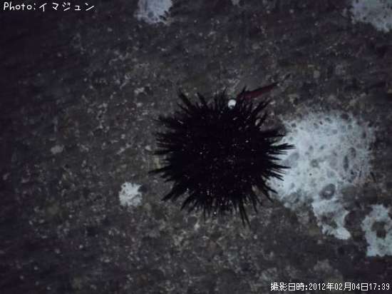 ウニ